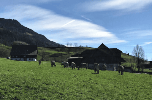 Heumilch